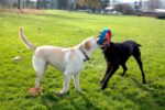 Chuckit! Fetch Wheel Oyun Halkası - Görsel 7