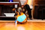 Chuckit! Indoor Shaker Eve Özel Yumuşak Oyun Topu - Görsel 7