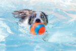 Chuckit! Suda Batmayan Mega Köpek Oyun Topu - Görsel 6