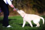 Chuckit! Ultra Toss Püsküllü Köpek Oyun Topu (Orta Boy) - Görsel 3