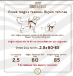 Doggie Havalı Dokuma Neon Serisi Küçük Irk Göğüs Tasması Kırmızı 3Xs-22-26Cm - Görsel 2