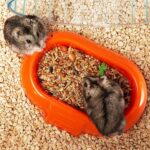 Ferplast Combi 1 Hamster Kafesi - Görsel 6