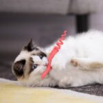 Gigwi Catnipli Fare Kedi Oyuncağı Yeşil - Görsel 8