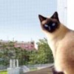 Pawise Balkon Kedi Koruma Şeffaf Ağ 6x3M - Görsel 2