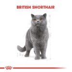 Royal Canin British Shorthair Yaş Kedi Maması 85 Gr - Görsel 4