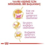 Royal Canin British Shorthair Yavru Kedi Maması 2 Kg - Görsel 3